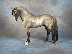 Lot 23 - Grullo Overo Pinto Welsh Pony with Blue Eyes