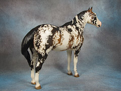 Lot 25 - Extreme sooty buckskin sabino Appaloosa performance horse with custom tail